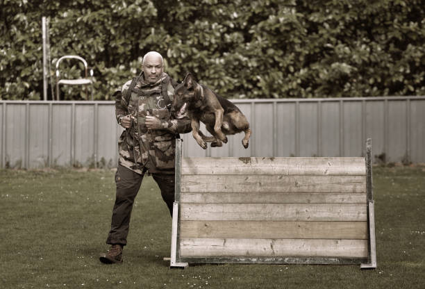 Handsome black middle aged man exercising with work dog at dog school