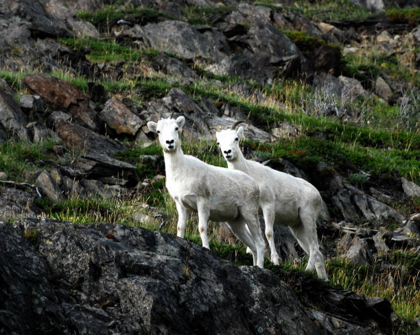 istock Dall sheep on rock face in Alaska 670390026