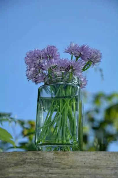 Bouquet Chives with purple flowers in clear glass on wood with blue sky background in sunlight