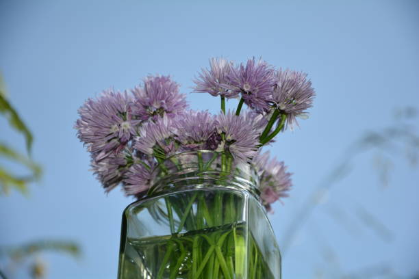 Bouquet Chives with purple flowers in clear glass on wood Bouquet Chives with purple flowers in clear glass on wood with blue sky background in sunlight schnittlauch stock pictures, royalty-free photos & images