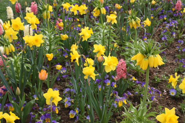 istock Botanical Garden - Flower Massif - Flower bed 670398328