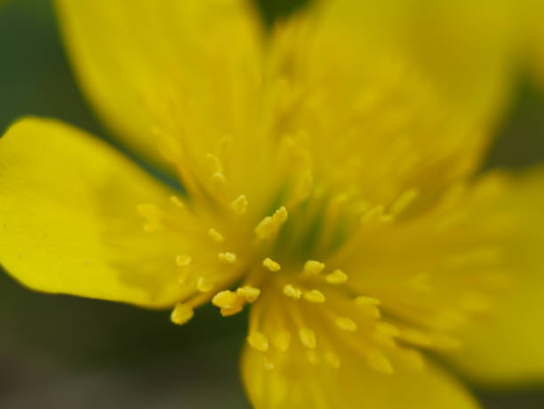 istock Yellow flowering plant 670401338
