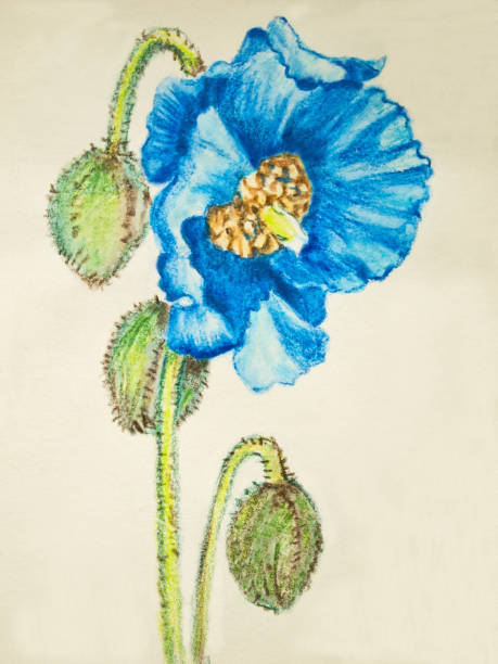 istock Watercolor pencil painted blue poppy flower 670401706