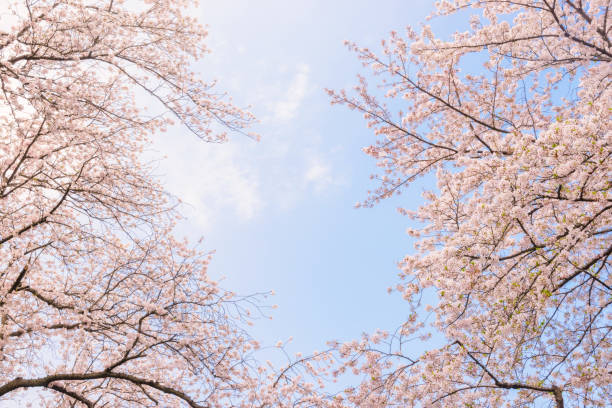 istock Cherry blossoms. Japan's iconic flower tree. 670402062