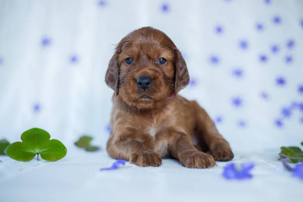 One month old Irish Setter puppy lying and spring flowers in the background One month old Irish Setter puppy lying and spring flowers in the background irish setter puppy stock pictures, royalty-free photos & images