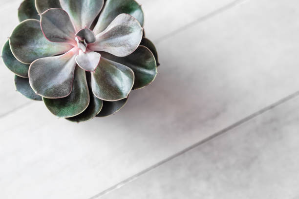 Overhead succulent or cactus pot on gray concrete table. Minimalistic working space for blogger, freelancer. Copy space for text