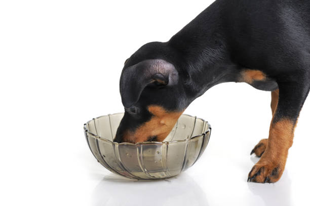 istock Miniature Pinscher puppy 670403152