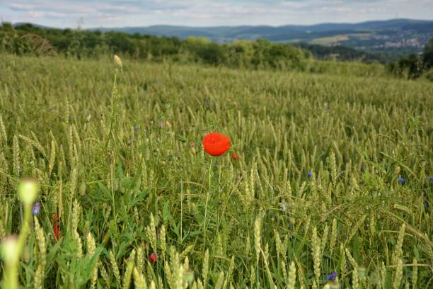 istock Clap poppy (Papaver rhoeas) on the meadow 670406818