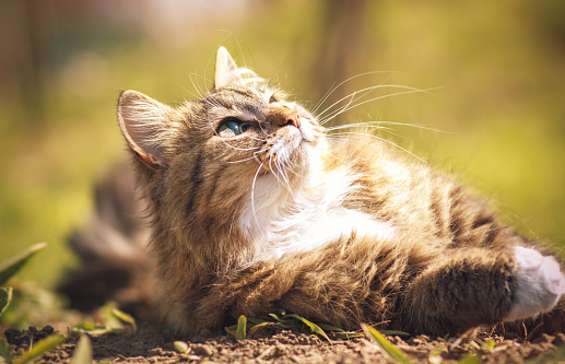 Portrait of a beautiful fluffy Siberian cat that luxuriate in the sun lying on the ground