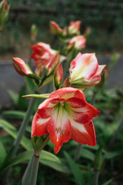 istock Orange Hippeastrum close-up 670407216