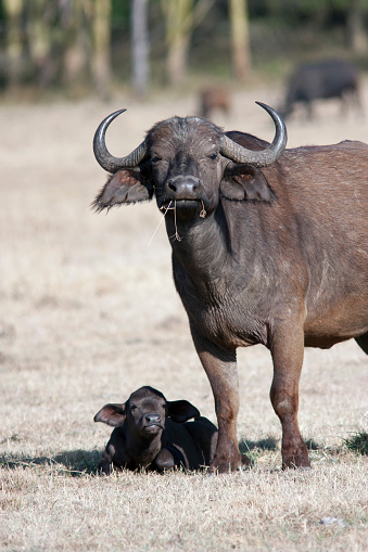 female buffalo with a calf in the African savannah, Kenya