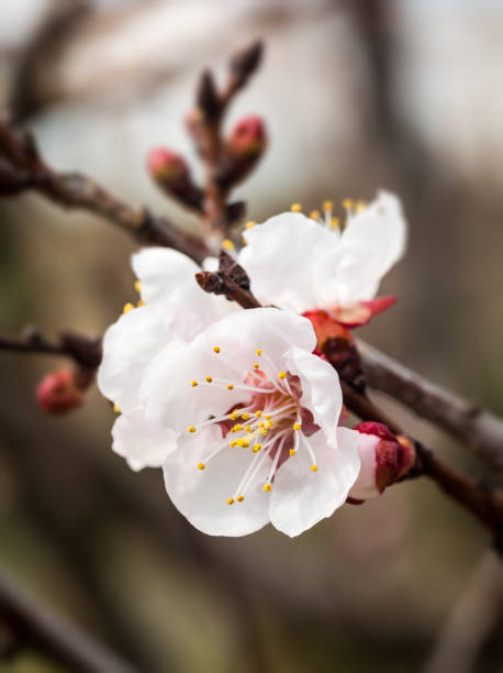 istock Flowering sweet almond tree 670411582