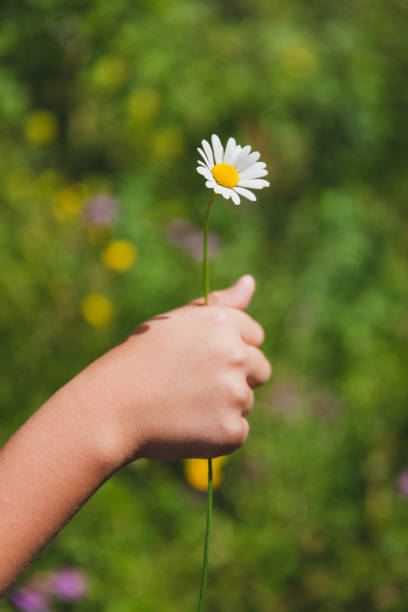istock Child Holding Chamomile Flower 670414422