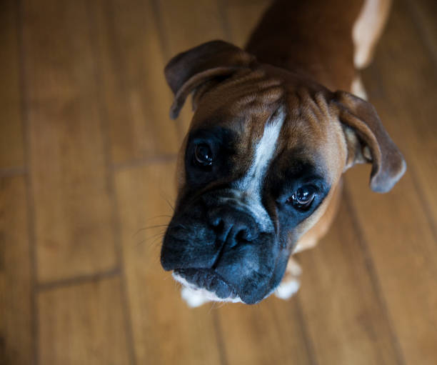 istock Boxer Dog Indoor Portrait 670414430