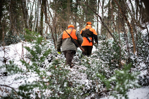 Hunters in the woods Two hunters in the forest with rifles searching for the prey. hunting stock pictures, royalty-free photos & images