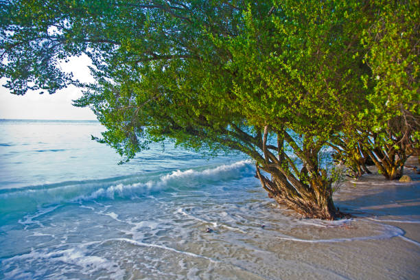 tropical beach with trees and waves