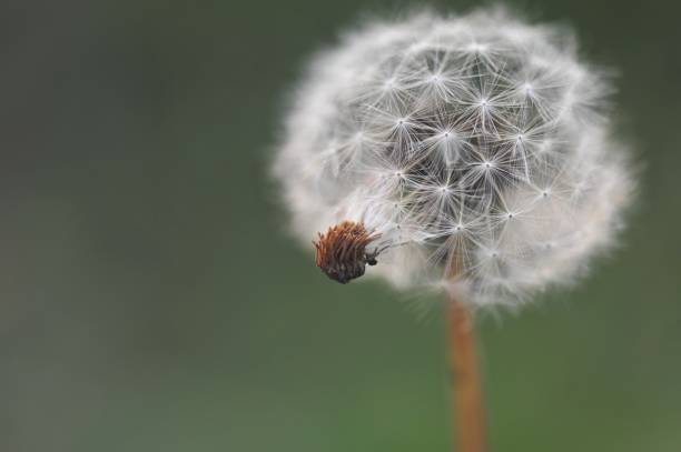 Dandelion seed The seeds of dandelion 민들레 stock pictures, royalty-free photos & images