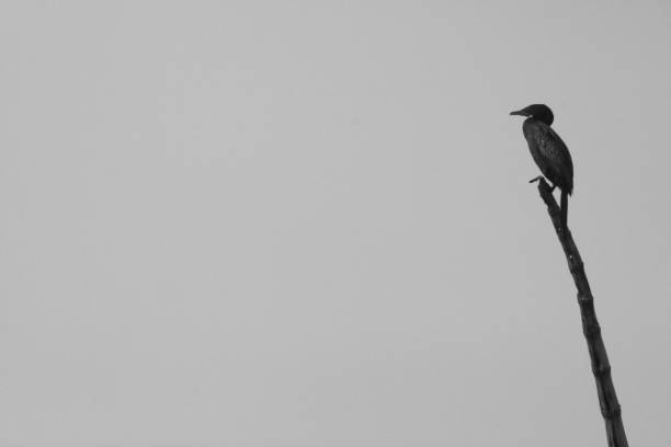 istock Silhouette of a little egret. 670430462