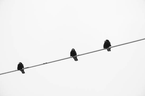 istock crow on an electric wire, black and white 670433500