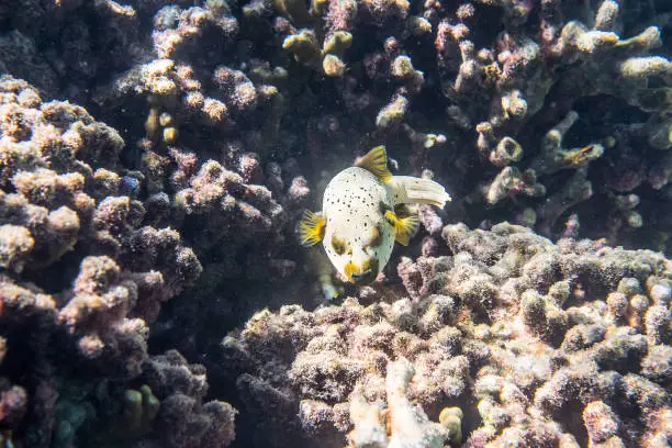 Dogface puffer (Arothron nigropunctatus) swimming around the reef