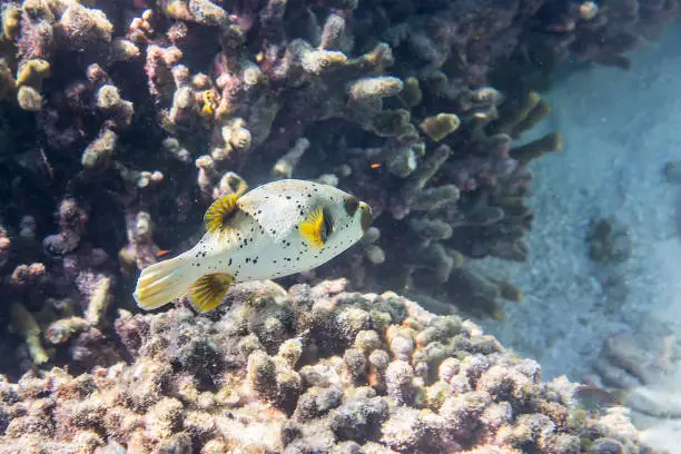 Dogface puffer (Arothron nigropunctatus) swimming around the reef