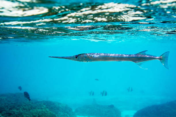 istock Houndfish or crocodile needlefish ( Tylosurus crocodilus ) just swimming around 670434670