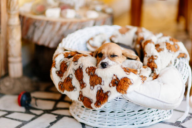 istock Beautiful beagle puppy resting on a blanket 670434682