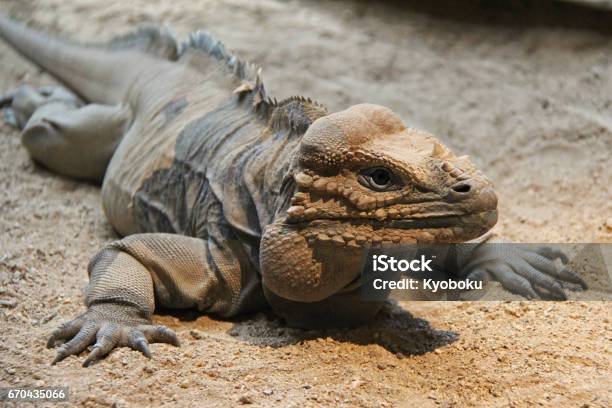 Iguana Stock Photo - Download Image Now - Iguana, Rhinoceros, Haiti