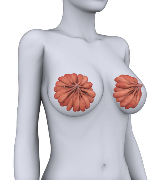 istock Female Breast Anatomy 670435668