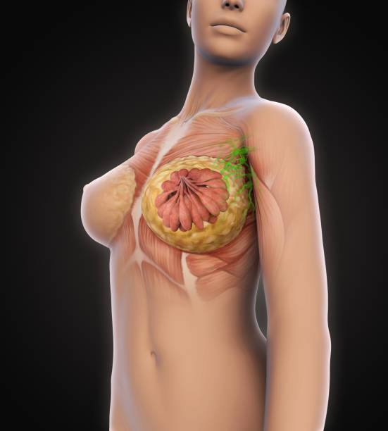 anatomia del seno femminile - lactiferous duct foto e immagini stock
