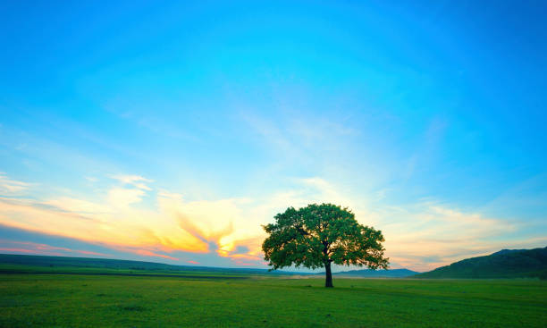 istock lonely tree on field at dawn in summer 670436040
