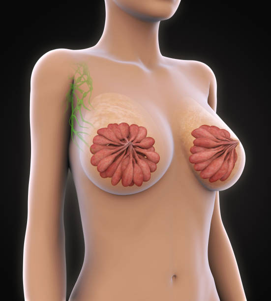 anatomie féminine de sein - lactiferous duct photos et images de collection