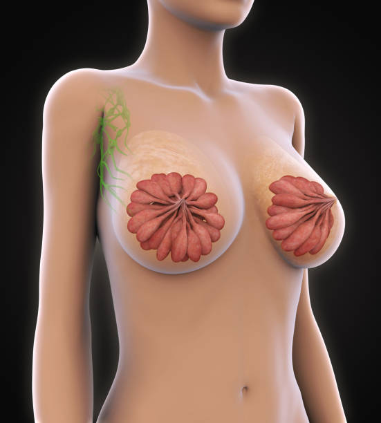 female breast anatomy - gland lobule imagens e fotografias de stock