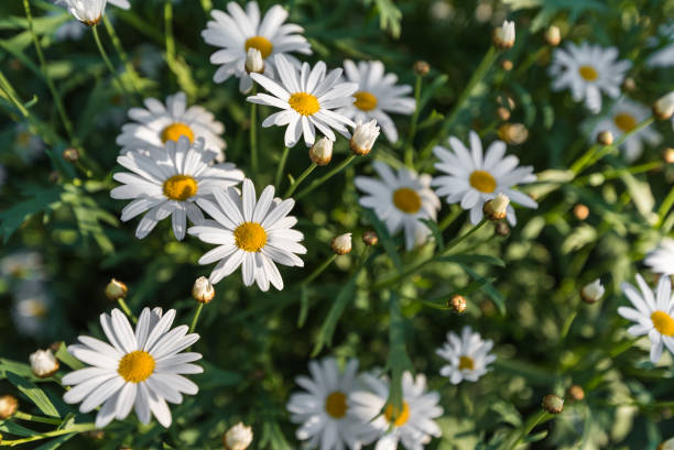 istock Top view of white daisy flower. 670441036