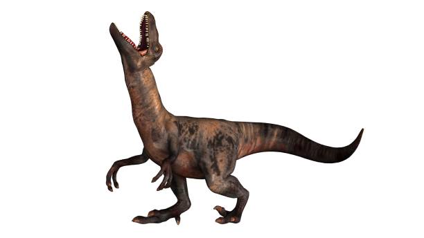istock Raptor Velociraptor dinosours - isolated on white background 670441572