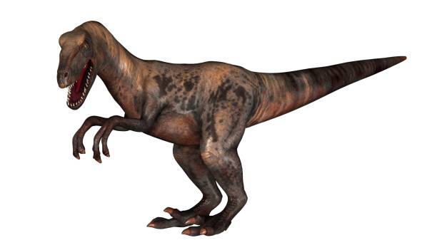 istock Raptor Velociraptor dinosours - isolated on white background 670442420