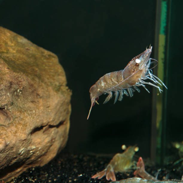 istock Shrimp's Livestock inside Restaurant: Aquarium 670442630