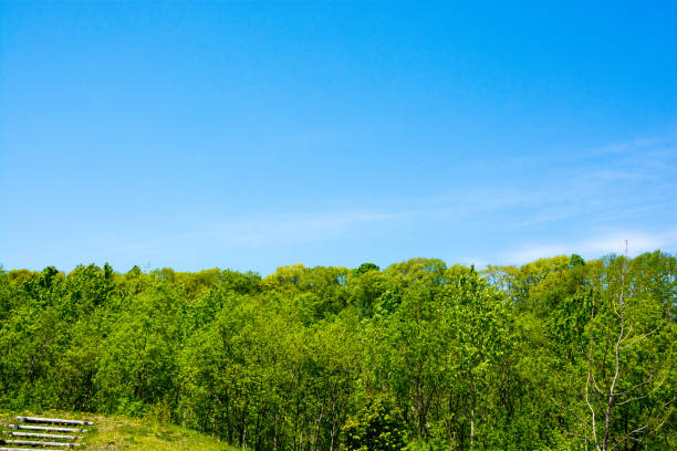 Fresh green forest and summer blue sky at early summer
