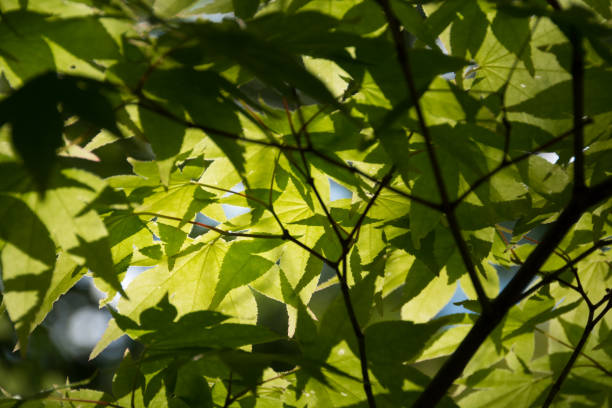 istock Fresh green leaves of backlight 670442856