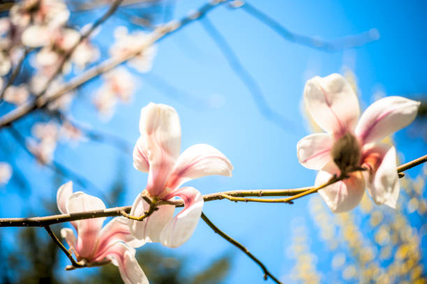istock Beautiful magnolia flowers. Selective focus 670445582