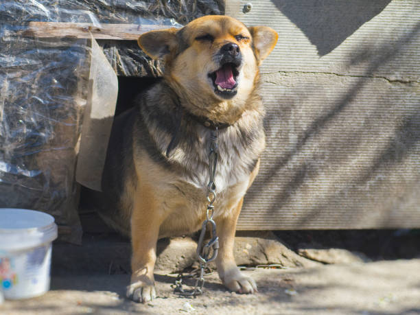istock Nice yard dog near the booth in the yard 670448232