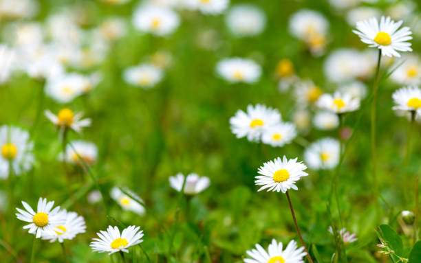 istock Wild chamomile flowers on a field on a sunny day. 670450260