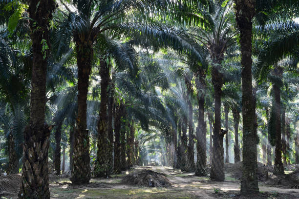 istock oil palm trees in plantation (elaeis guineensis) 670452812