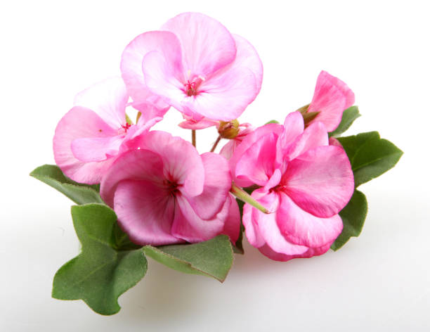 istock Geranium Pelargonium Flowers Isolated On White Background 670453260