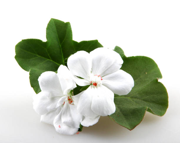 Geranium Pelargonium Flowers Isolated On White Background