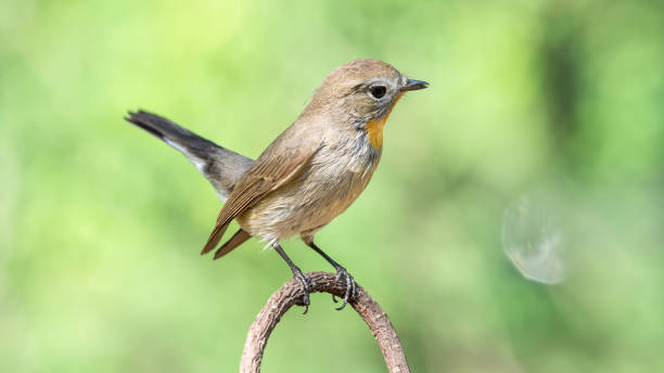 istock Bird (Red-throated Flycatcher, Taiga Flycatcher, Ficedula albicilla, Ficedula parva) brown above and white below, with a grey head and orange throat perched on a tree in the garden risk of extinction 670453548