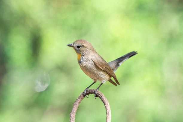 istock Bird (Red-throated Flycatcher, Taiga Flycatcher, Ficedula albicilla, Ficedula parva) brown above and white below, with a grey head and orange throat perched on a tree in the garden risk of extinction 670453558