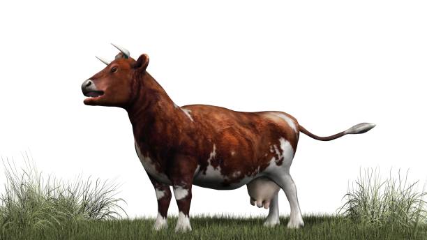 istock Cow - brown white cow on green grass - isolated on white background 670453736