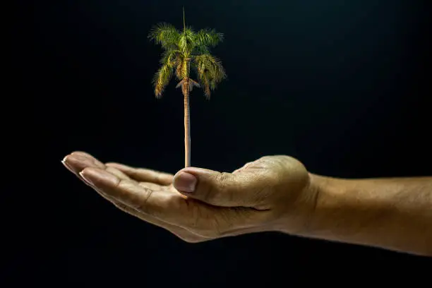 Hand of asia man holding Areca catechu palm tree is environment helping giving or beg concept on black background dark style