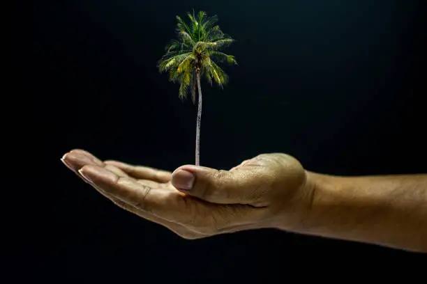 Hand of asia man holding coconut palm tree is environment helping giving or beg concept on black background dark style